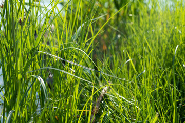 Green grass blades on wild sunny lake background. Summer vacation relaxation by the river. Greenery blades close-up