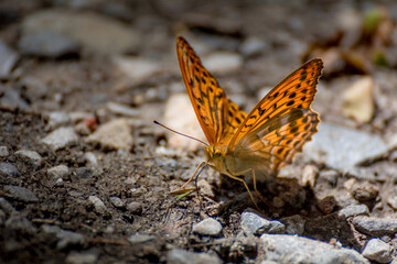 
A pearl butterfly living in the wild.