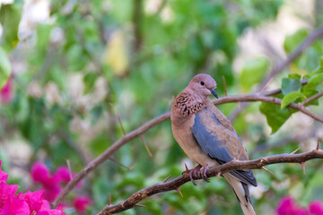 
A dove sitting on a tree in red sea.
