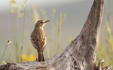 tawny pipit bird in natural habitat