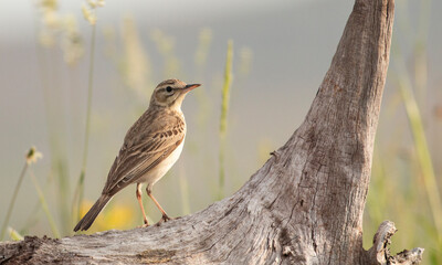 tawny pipit bird in natural habitat