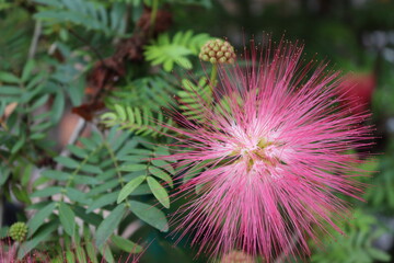 Samanea saman pink flower blooming on tree closeup in the garden.