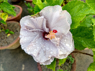Water droplets on a beautiful white Hibiscus flower