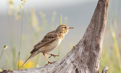 tawny pipit bird in natural habitat