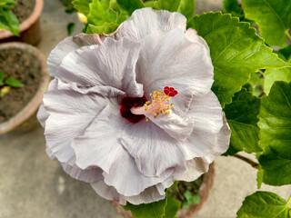 Close up view of a beautiful White Hibiscus flower