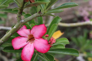 Oleander pink flower blooming on green leaves branch hanging on tree closeup in the garden. 