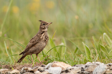 Crested Lark sitting in natural habitat
