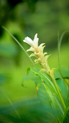 White flower of Kas pathar, in monsoon this flower only blossom once in a year in soil gathered in rocks of the mountain after monsoon is over. Satara, near Pune, Maharashtra, India.