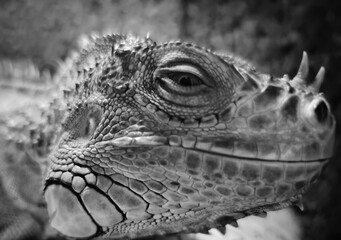 close up of iguana