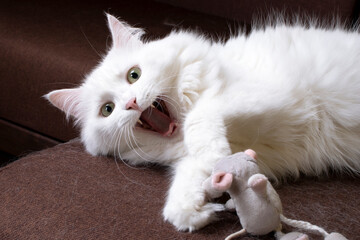 White cat plays with a toy mouse. The concept of pets.  The cat preys on the mouse. Pet Friendly Concept.
