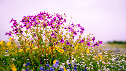 Kas pathar, plateau. In monsoon, these colorful flowers only blossom once in a year in soil gathered in rocks of a mountain after monsoon is over. Satara near Pune, Maharashtra, India.