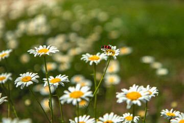 Fototapeta premium A red fireman beetle sits on a white Daisy. Flower Bed. Garden