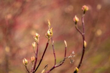 Young shoots of the plant in spring with buds
