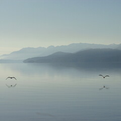 Fototapeta na wymiar seagulls on the lake
