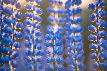Obraz na płótnie Canvas Blue summer flowers close-up