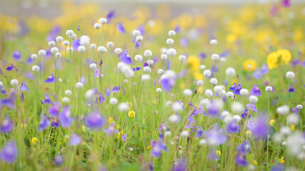 Kas pathar, plateau. In monsoon, these colorful flowers only blossom once a year after monsoon is over. Satara near Pune, Maharashtra, India.