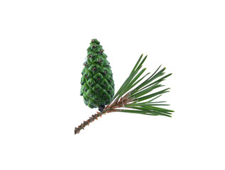 Pine cone isolation. Pine cone on a branch isolated on white. Spruce branch with green bump on white. Pine cone isolated. Young pine cone on a green tree branch. Coniferous evergreen pine with fruits.