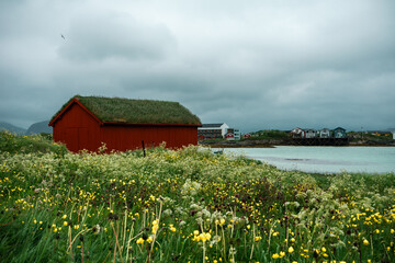 Typical scandinavian red shed with beautiful green grassy roof. Amazing azure sea in the background. Natural meadow with high grass and flowers. Sommaroy island, northern Norway.