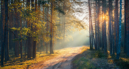 Forest landscape with bright sun rays