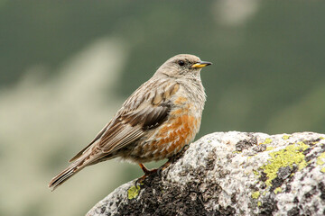 Alpine Accentor sitting on stone in natural habitat