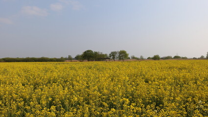Obraz premium yellow rapeseed field