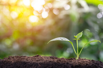 Plant grow sequence and agriculture with morning sunlight and bokeh green blur background.