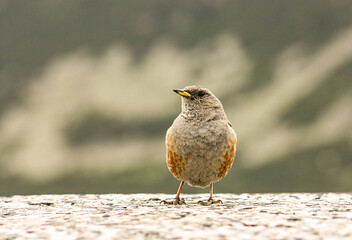 Alpine Accentor sitting on stone in natural habitat