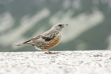 Alpine Accentor sitting on stone in natural habitat