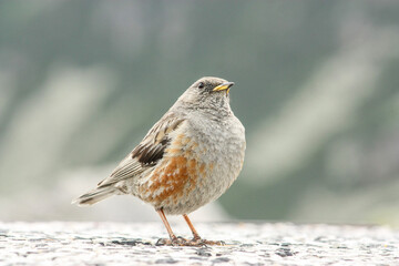 Alpine Accentor sitting on stone in natural habitat