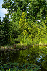 Magical garden pond with blooming water lilies and lotuses. Evergreen landscaped garden. Water plants and evergreens along coast are reflected in water. Atmosphere of calm relaxation and happiness