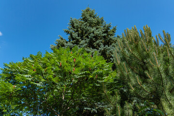 Rhus typhina (Staghorn sumac, Anacardiaceae) tree. Young green carved leaves on branches of Staghorn sumac on background of blue Christmas tree and blue sky. Atmosphere of peace of happiness and love.