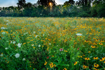 Wildflower meadow on floodplain of the Rivanna River in Charlottesville, Va. Black-eyed Susans (Rudbeckia hirta) are dominant, mixed with Queen Anne's lace and coreopsis.