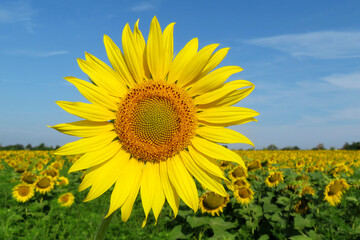Sunflower blooming on the field against the blue sky and white clouds. Picturesque rural landscape in summer, background for production of sunflower oil