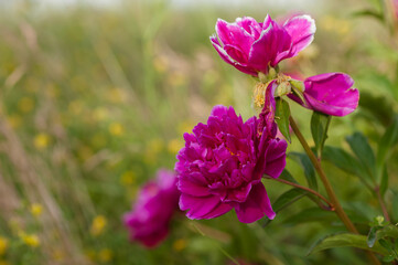 Pink peonies, beautiful flowers. Gardening concept.