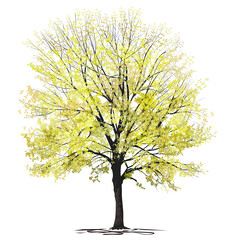Ash-tree (Fraxinus L.) with yellow foliage