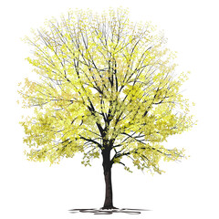 Obraz premium Ash-tree (Fraxinus L.) with yellow foliage