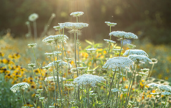 Queen Anne's lace flowers (Daucus carota) being struck by morning sun in wildflower meadow in central Virginia.
