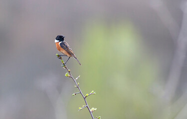 Stonechat bird sitting on stick