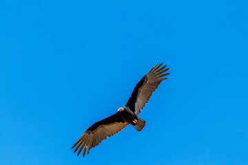 Gavião voando no céu azul.