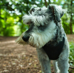 portrait of a schnauzer dog in the forest
