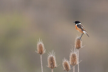 Stonechat bird sitting on stick