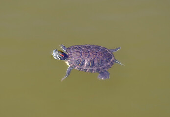 turtle swims in the muddy water of the lake