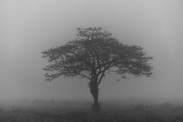 Foggy field landscape with strange shape tree