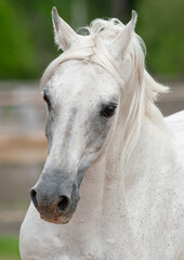 Beautiful snow white arabian horse portrait cloesup