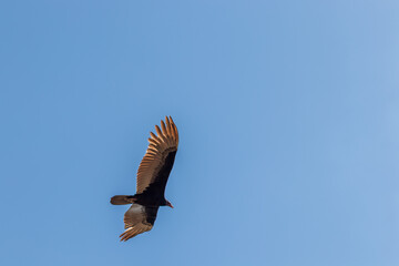 Gavião voando no céu azul.
