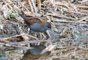Little Crake bird in natural habitat