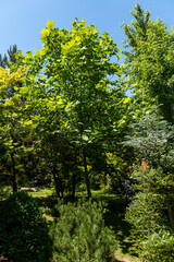 Landscaped garden with evergreen and deciduous trees. Original multi-color landscape of pines, thuja, boxwood and other relic plants. Nature concept for design.