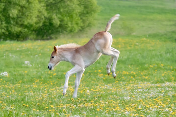 Funny Haflinger foal bucks and capers, the larking baby horse enjoys romp about and running across...