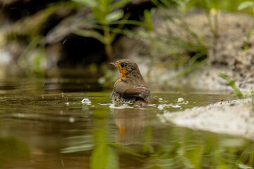 Adult robin bird (Erithacus rubecula) washes in a pool of water in the rain