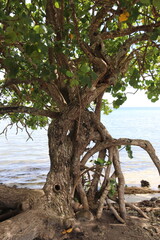 Arbre en bord de plage à Raiatea, Polynésie française